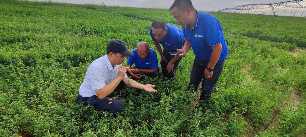 呼和浩特：科技创新破茧 助草种业成蝶腾飞相关图片